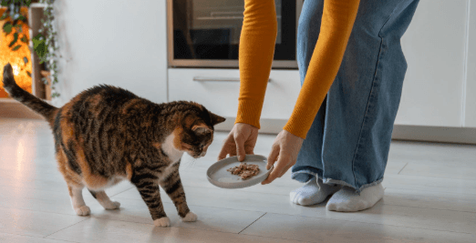 Using Body Condition Scores to Keep Your Tabby Cat at the Perfect Weight