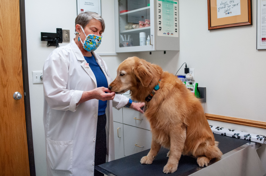 Protozoal Infections in Dogs: Ronidazole Treatment and Recovery Guide